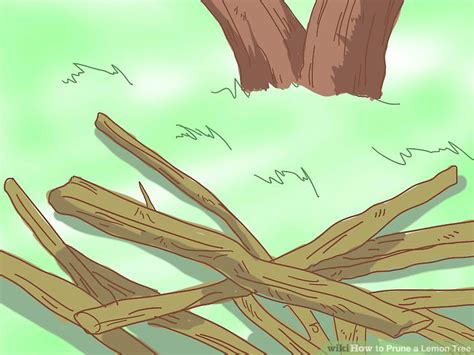 The Best Way to Prune a Lemon Tree - wikiHow