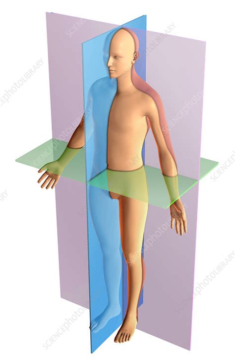 Anatomical Planes - Stock Image - C036/3193 - Science Photo Library