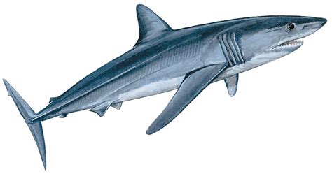 Longfin mako shark - Isurus paucus — Shark Research Institute