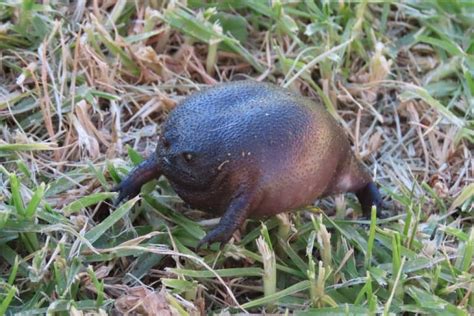 13 Grumpy Black Rain Frog Facts - Fact Animal