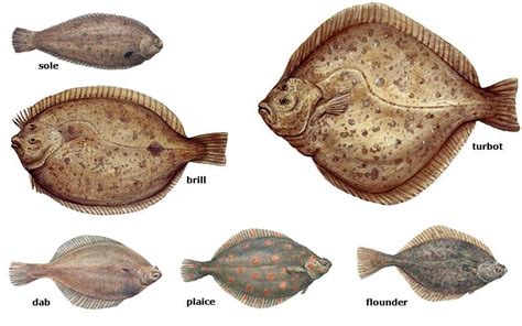 Collage flatfish | Marine animals, Animals, Texel