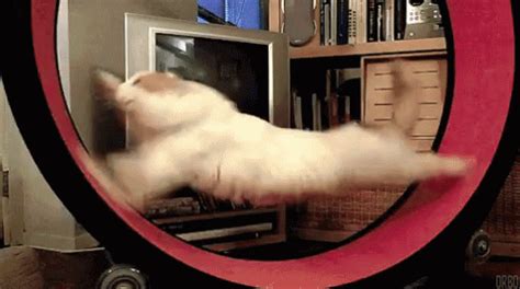 Cat Run GIF - Cat Run Running - Discover & Share GIFs