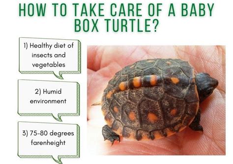 How To Take Care Of A Baby Box Turtle? - TurtleHolic