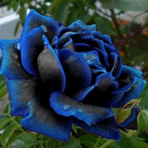 Portal Cool 20Pcs Blooming Midnight Rose Seed Blue Black Roses Bush ...