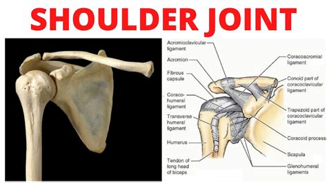 Shoulder Joint (4 Ligaments) Diagram Quizlet, 48% OFF