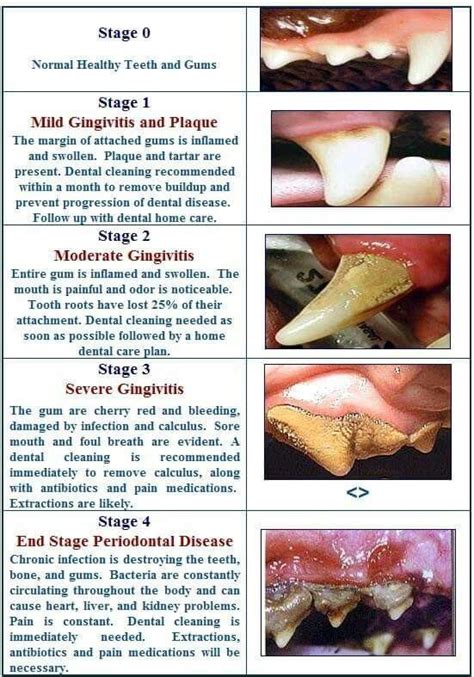 Printable Puppy Teeth Chart