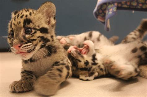 Toronto Zoo's clouded leopard cubs getting 'sassy' - CityNews Toronto