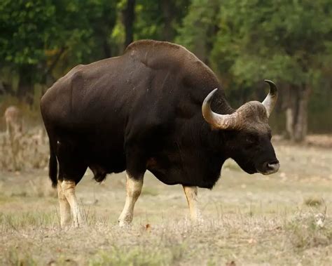 Gaur - Facts, Diet, Habitat & Pictures on Animalia.bio