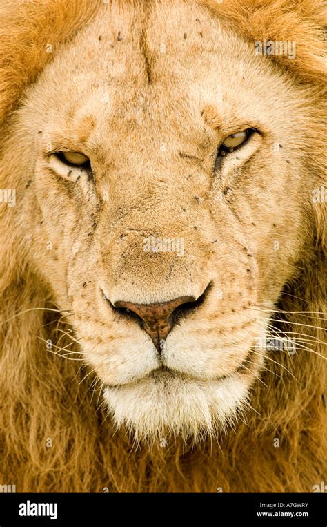 male lion close-up Stock Photo - Alamy