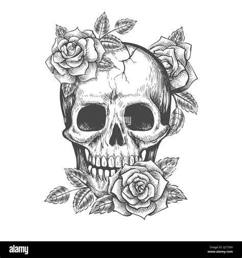 Roses skull sketch Stock Vector Image & Art - Alamy