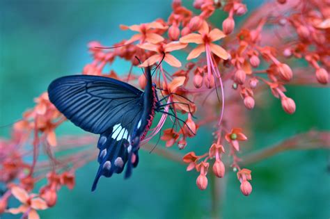 Butterfly on flower amazing wallpaper | nature and landscape ...