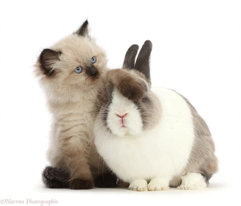 Pets: Persian x Ragdoll kitten and Netherland Dwarf rabbit photo WP49136