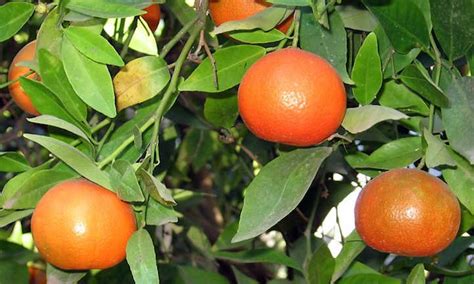 Clementine Tree: Growing the Cutest Treat | Epic Gardening