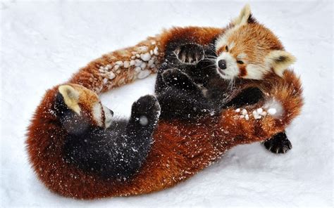 25 Perfectly Captured Photos Of Animals in Snow - Snow Addiction - News ...