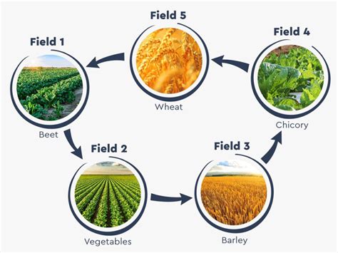 Crop Rotation: Significance in Sustainable Agriculture - Sustainable ...