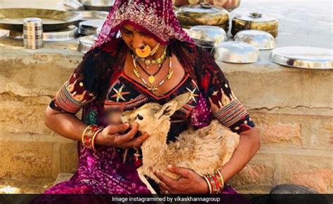 In Rajasthan, Bishnoi Woman Breastfeeds Baby Deer. Respect, Tweets Chef ...