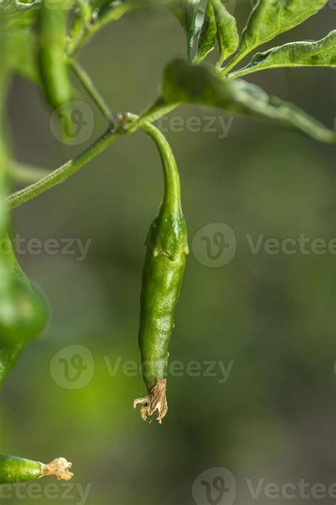 Green organic chili pepper on young plant at farm field, Harvest ...