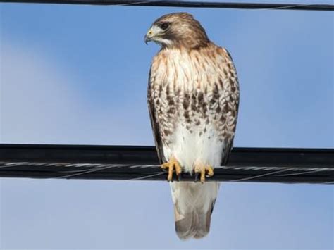 Juvenile Red Tailed Hawk Identification