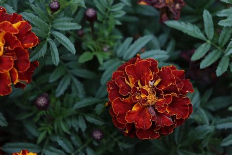 Marigold Red Flowers Garden - Free photo on Pixabay