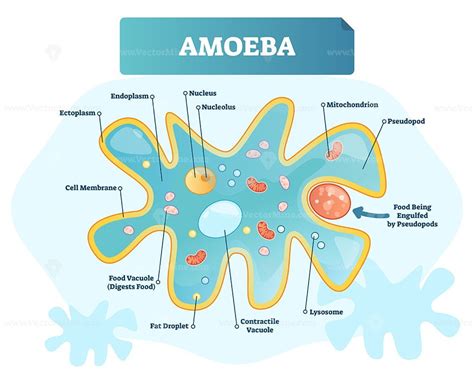 Amoeba Microscope Labeled