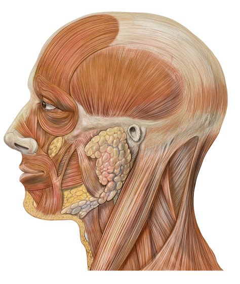 File:Lateral head anatomy.jpg - Wikimedia Commons