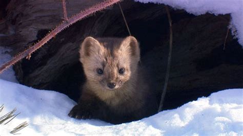 Siberia Photos - Wild Russia - National Geographic Channel - Middle ...