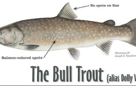 Bull Trout - Facts and Info | Troutster.com