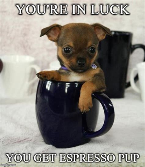 Dog with Coffee Memes - Imgflip