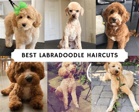 Best Labradoodle Haircuts (Puppy Cut, Teddy Bear Cut, etc.)! (2024 ...