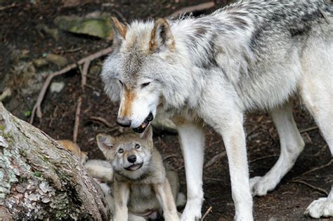 The Complete Guide to Wildlife Viewing in Banff National Park