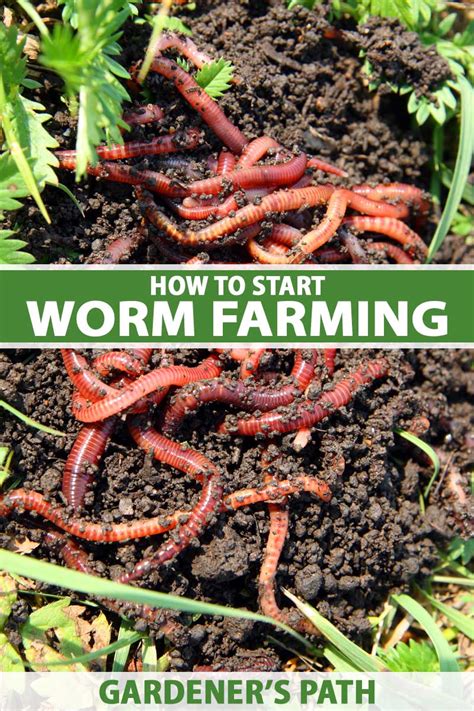 How to a Start Worm Farm at Home: Learn About Vermiculture