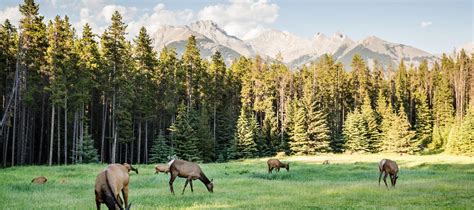 Summer Itineraries: 4 days of discovery for wildlife lovers in Banff ...