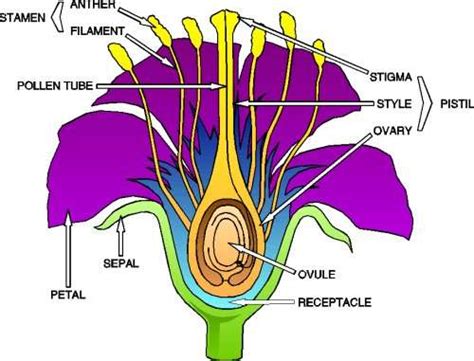 My Homeworks: Parts of the Flower