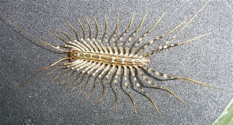 House Centipede or Silverfish? What's that Bug?