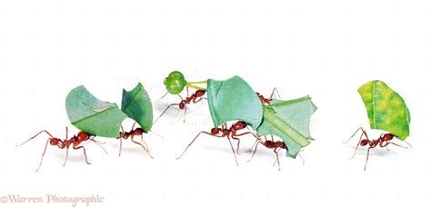 Leaf-cutter ants photo WP05346