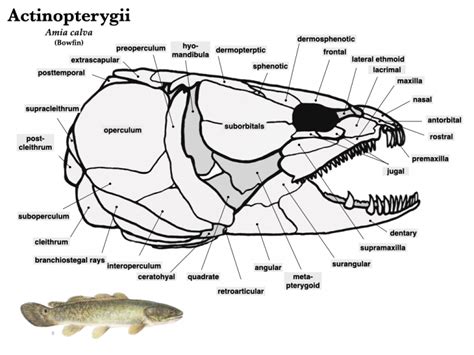 Fish Skulls – Morphology of the Vertebrate Skeleton