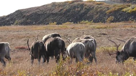 Caribou aka Reindeer Walking and Migrati... | Stock Video | Pond5