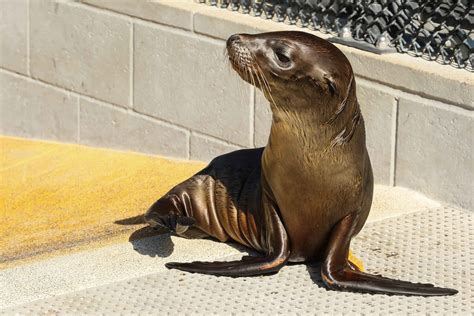 How the Marine Mammal Center Highlights the Importance of Ocean ...