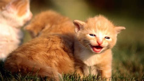 Cute Kitten Wallpaper (64+ images)