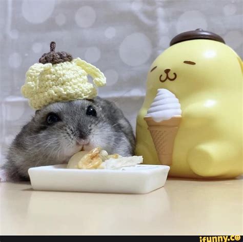 Pompompurin memes. Best Collection of funny Pompompurin pictures on iFunny