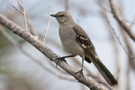 Northern Mockingbird: Field Guide, Pictures, Habitat & Info - Optics Mag