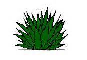 Desert plant clipart 20 free Cliparts | Download images on Clipground 2024