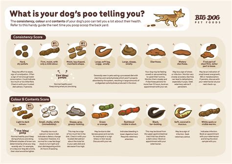 Choose Your Poo Chart