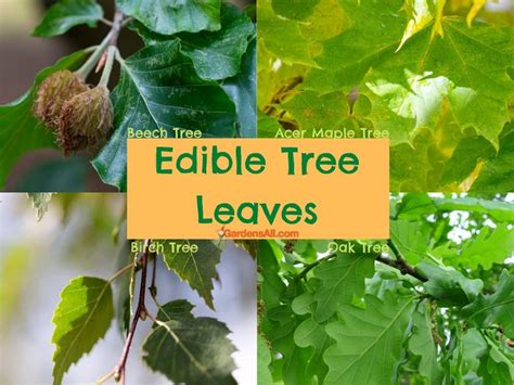 Edible Tree Leaves, Plus Bark, Blossoms and More! - GardensAll