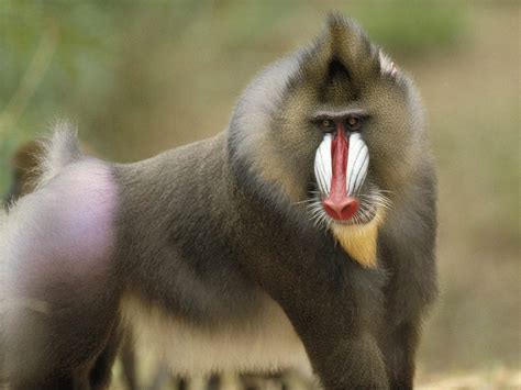 Free Baboon Wallpaper - Animals Town