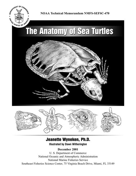 (PDF) Chelonian anatomy