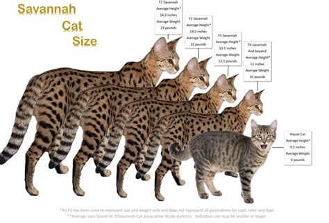 Savannah cat sizes – Artofit