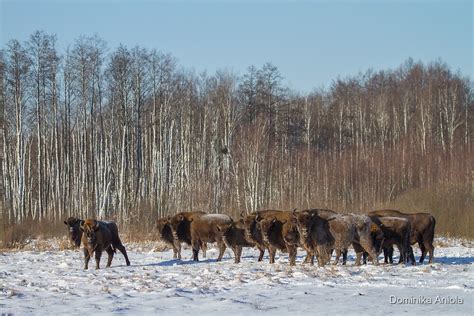 "Bison Herd" by Dominika Aniola | Redbubble