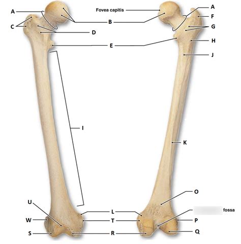 Femur Bone Anatomy Diagram