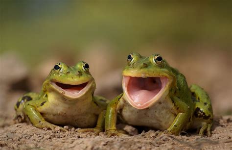 two happy frogs Happy Animals, Animals And Pets, Funny Animals, Cute ...